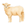 brebis
